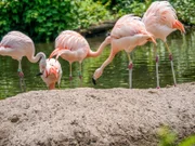 Flamingos im Bronx Zoo.
