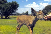 Die Milchflasche ist der Dreh- und Angelpunkt von Kudu Frederik.