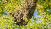 Bienenvolk sucht neue Behausung.