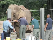Elephants, Jose, Jerry, Jon