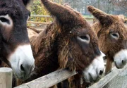ARD/SWR EISBÄR, AFFE & CO FOLGE 153, "Zoogeschichten aus Stuttgart", am Dienstag (07.12.10) um 16:10 Uhr im ERSTEN. Bei den Poitueseln hat sich Besuch angekündigt: Der Hufpfleger kommt.