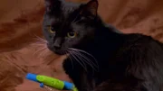The cat.