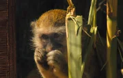 Dolce und Gabbana - so werden Geparde nur auf Harnas getauft.; Die Meerkatzen bekommen einen Nachbarn: Bono.