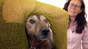Dr. Marion Link muss besonders einfühlsam auf den schüchternen Mischlingshund Alois eingehen.