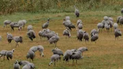 An der Ostsee bei Stralsund treffen sich jeden Herbst bis zu 2000 Kraniche.