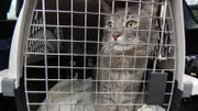 Twinkle in a cat carrier.