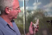 How do geckos defy gravity? A gecko demonstrating how they can defy gravity with Dr Robert Fisher observing.