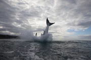 Great white blasts from the water.