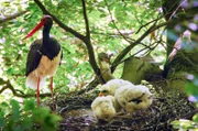 Schwarzstorch auf Horst mit Jungen.
