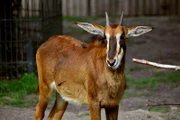 rbb Fernsehen PANDA, GORILLA & CO., TEIL 202, "Geschichten aus dem Zoo Berlin und dem Tierpark Berlin", am Freitag (28.10.11) um 21:00 Uhr. Der afrikanische Antilopenjunge Chuma frisst schon recht gut an der „Heutränke“ mit.