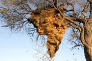 Siedelweber wohnen in riesigen Gemeinschaftsnestern, in denen bis zu 500 Vögel Platz haben.