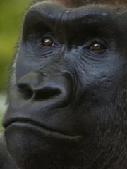 Gorilla on Exhibit