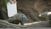 Komodo dragon.