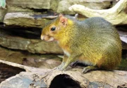ARD/SWR EISBÄR, AFFE & CO FOLGE 152, "Zoogeschichten aus Stuttgart", am Montag um 16:10 Uhr im ERSTEN. Goldacouchi: Dieser Nager lebt im Kleinsäugerhaus der Wilhelma. Heute bekommt er nach dem Winter zum ersten Mal wieder frisches Laub.