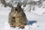Die Jahreszeiten Frühling Murmeltier im Schnee