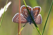 Der Himmelblaue Bläuling tankt am Morgen Sonne, damit er möglichst schnell ins pralle Leben starten kann. Der Himmelblaue Bläuling tankt am Morgen Sonne, damit er möglichst schnell ins pralle Leben starten kann.