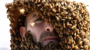 Coyote’s face and hat is covered with bees for his bee beard.