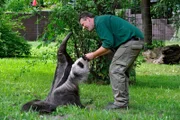 rbb Fernsehen PANDA, GORILLA & CO., TEIL 199, "Geschichten aus dem Zoo Berlin und dem Tierpark Berlin", am Freitag um 21:00 Uhr. Richtig groß geworden ist Ameisenbär Carlos. Reviertierpfleger Thomas Messinger muß das Flaschenkind bald an den Schweriner Zoo abgeben.