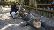 Do all alligators react to music? – Photo of a tuba player with an alligator within the alligator enclosure in Florida.