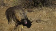 How do hyenas eat everything? – Hyenas demonstrating how they really do eat everything.