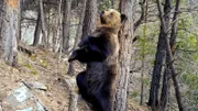 Ein Braunbär in den Pyrenäen. Er hat die Fotofalle ausgelöst.