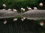 Flamingos on Exhibit