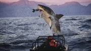 Watching the dynamics of a breach from underwater for the first time via a camera contraption Jeff dreamed up called the “Seal Eye”.