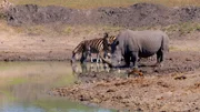 Der Sand River ist die Lebensader des Reservats. Er ist der einzige wasserführende Fluss weit und breit. Abseits des Flusses dörrt die Trockenheit das Land zunehmend aus. Um ihren Durst zu stillen, müssen die Tiere nun weite Wanderungen unternehmen.