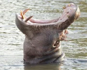 Das dominante Männchen eines Territoriums am Garamba Fluss toleriert andere Männchen, solange diese nicht versuchen, sich mit seinem Harem zu paaren. Mit Einschüchterungstaktik versuchen die Männchen, Kämpfe zu vermeiden, z.B. indem sie ihre Köpfe aus dem Wasser strecken, um die riesigen Zähne in ihrem weit geöffneten Maul zu zeigen.