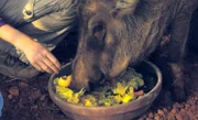 Warzenschwein Peggy Sue - auch sie ist ein Waisenkind.