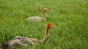 Junge Kraniche tragen braunen Flaum. Erst das richtige Gefieder der Vögel ist grau.