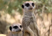 ARD/SWR EISBÄR, AFFE & CO FOLGE 151, "Zoogeschichten aus Stuttgart", am Freitag um 16:10 Uhr im ERSTEN. Die Erdmännchen gehören zu den beliebtesten Tieren der Wilhelma. Es sind sehr soziale Tiere und eines von ihnen hält immer Wache.