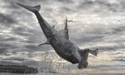 Great white shark breach.