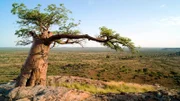 Mashatu ist bekannt als „Land der Riesen“. Gewaltige Baobabs, manche mehr als fünf Tausend Jahre alt, wachen über Mashatus nicht weniger beeindruckende Tierwelt. Am Zusammenfluss des Limpopo und des Shashe Flusses ist das Leben aller geprägt vom immer währenden Wechsel der Jahreszeiten.