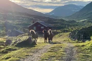 Mittsommerabend auf der Alm von Katharina Sparstad.