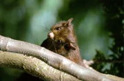 Taiwanesisches Gleithörnchen.