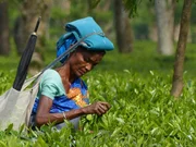 Der berühmte Assam-Tee wächst nicht zufällig an den Ufern des Brahmaputra. Das Land ist fruchtbar, und der Fluss bietet eine günstige Verbindung zur Küste. Der berühmte Assam-Tee wächst nicht zufällig an den Ufern des Brahmaputra. Das Land ist fruchtbar, und der Fluss bietet eine günstige Verbindung zur Küste.