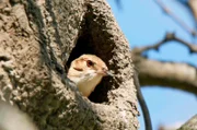 Das maßgeschneiderte Lehmnest wiegt fast fünf Kilo und schützt das Vogelpaar vor Kälte, Hitze, und Regen.