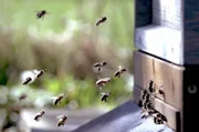 Bienen im bayerischen Mangfalltal sorgen für Honignachschub für den Viktualienmarkt in München.