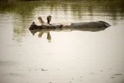 Nashorn im Kaziranga National Park in Assam, Indien.