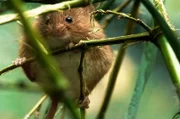 Die Zwergmaus baut ihr kugelförmiges Nest gut versteckt im hohen Gras, um es vor Fressfeinden zu schützen.