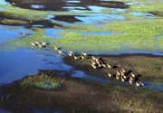 Den Tieren im Einzugsgebiet des Sambesi bleibt während der Regenzeit nichts als die Flucht vor den steigenden Wassermassen. Als Entschädigung finden sie kurz darauf überall sattes Grün.