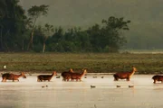 DOK Sonntag: Brahmaputra – Der grosse Fluss vom Himalaya (3/3) Wichtiger Wasserspender für viele Tiere  Copyright: SRF/ORF
