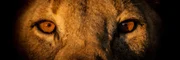 Tullamore war der einizge Überlebende der „Fünf Musketiere“.