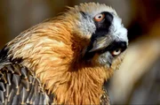 Der Bartgeier ist eine bedrohte Vogelart in den Pyrenäen.