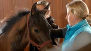 Die Inseltierärztin Stephanie Petersen chipt ihre eigenen Trakehner-Fohlen selbst.