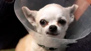 Die elf Jahre alte Chihuahua-Hündin Louise passt es gar nicht, dass der Landtierarzt ihre Fäden ziehen möchte.