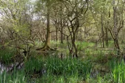 Die Grande Brière ist eines der letzten unberührten Naturparadiese Westfrankreichs.