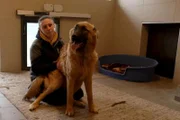Ein intensives Training im Tierheim soll Calitos Vermittlungschancen steigern  Die Verwendung des sendungsbezogenen Materials ist nur mit dem Hinweis und Verlinkung auf RTL+ gestattet.