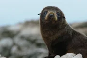 Neuseeländische Pelzrobben auf den Felsen in Kaikoura, einer der reichsten Meeresgründe der Welt, ein Naturparadies.